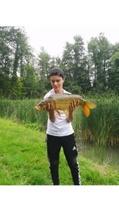 Mirror Carp