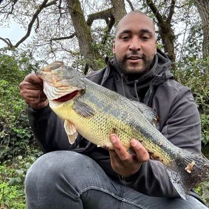 Largemouth Bass
