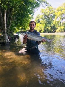 Atlantic Salmon