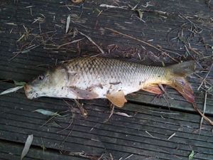 Common Carp
