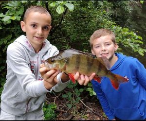 European Perch
