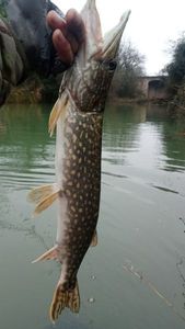 Northern Pike