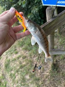Zander