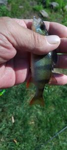 European Perch