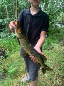 Northern Pike