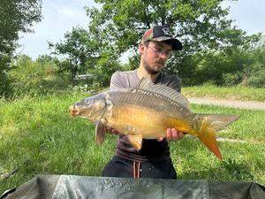 Mirror Carp