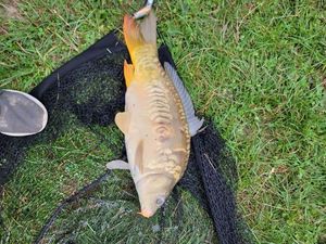 Leather Carp