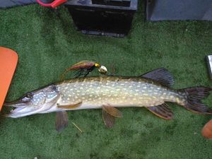 Brochet