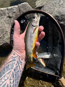 Brook Trout