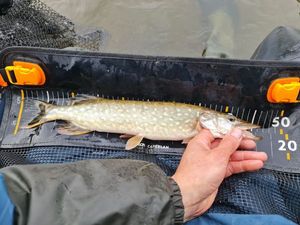 Northern Pike