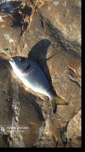 Gilthead Seabream