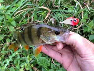 European Perch