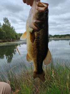 Largemouth Bass