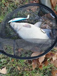 Common Bream