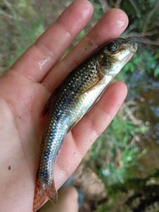 Gudgeon