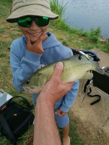 Largemouth Bass