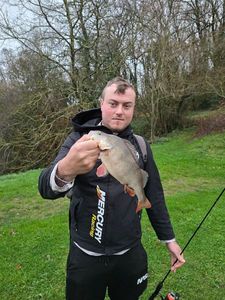 European Perch