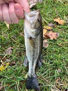 Largemouth Bass