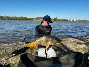 Common Carp