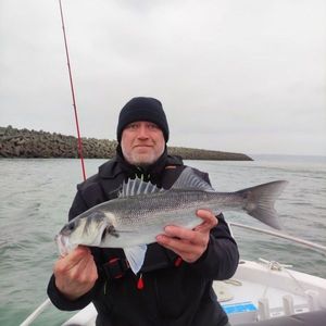 European Bass (Seabass)