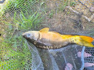 Mirror Carp
