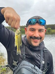 Smallmouth Bass