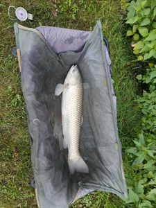 Grass Carp