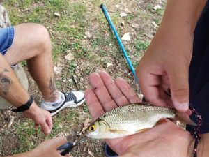 Roach