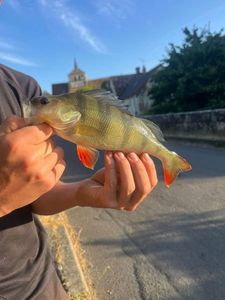 European Perch
