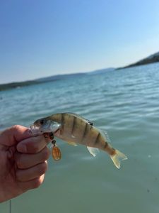 European Perch