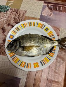 White Seabream