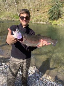 Rainbow Trout