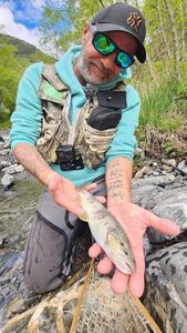 Brown Trout