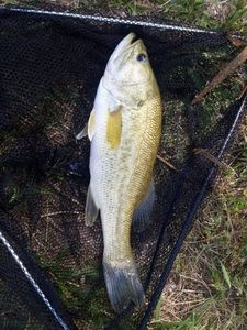 Largemouth Bass