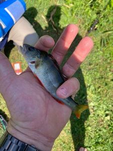 European Perch