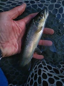 Brown Trout