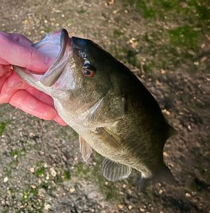 Largemouth Bass