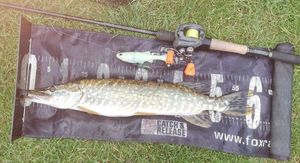 Northern Pike