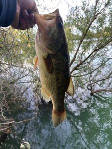 Largemouth Bass