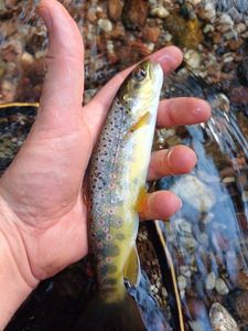 Brown Trout