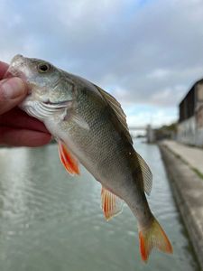European Perch