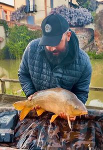 Common Carp