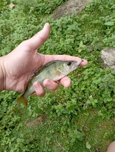 European Perch