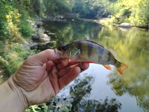 European Perch