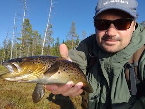 Brown Trout