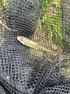 Gudgeon