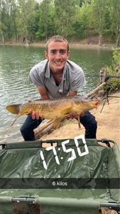Common Carp