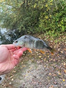 European Perch