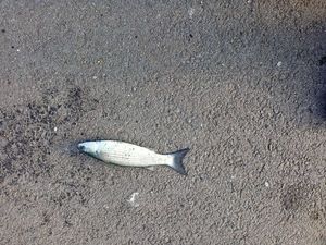 Golden grey mullet