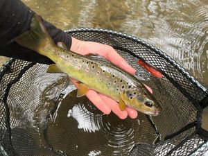 Brown Trout